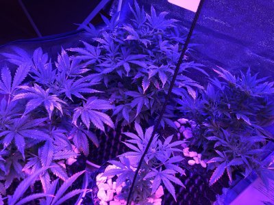 IMG_7528.JPG IMG_7528.JPG