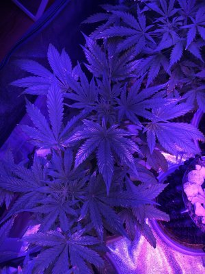 IMG_7526.JPG IMG_7526.JPG