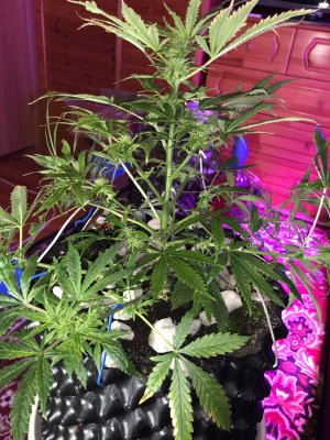 IMG_7549.JPG IMG_7549.JPG