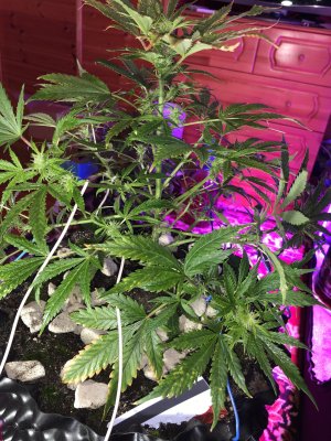 IMG_7547.JPG IMG_7547.JPG