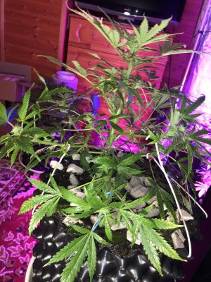 IMG_7546.JPG IMG_7546.JPG