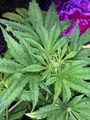 IMG_7553.JPG IMG_7553.JPG