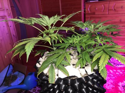 IMG_7550.JPG IMG_7550.JPG