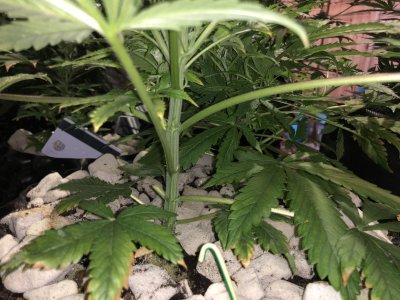 IMG_7569.JPG IMG_7569.JPG