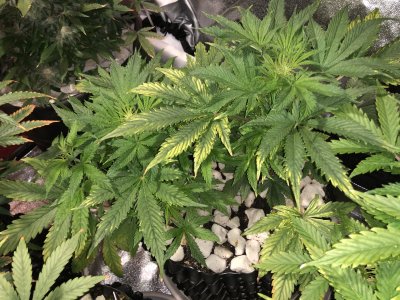 IMG_7568.JPG IMG_7568.JPG