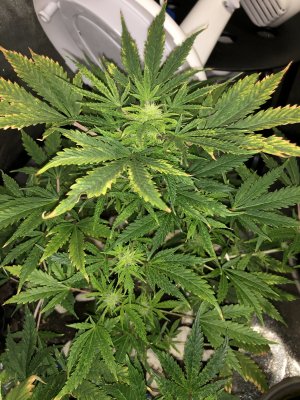 IMG_7565.JPG IMG_7565.JPG