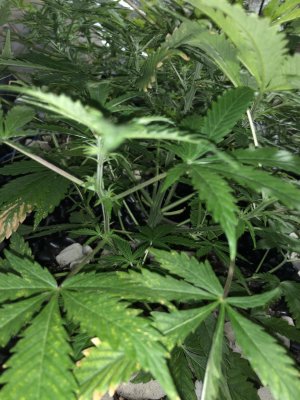 IMG_7564.JPG IMG_7564.JPG