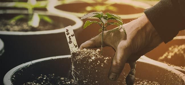 Growing-Cannabis-Is-Easy.jpg Growing-Cannabis-Is-Easy.jpg