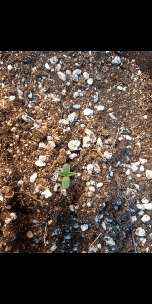 Screenshot_20230111-142743.png Screenshot_20230111-142743.png