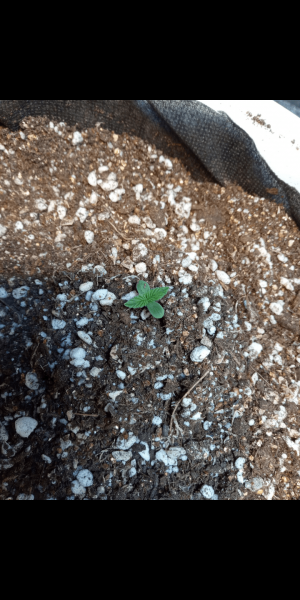 Screenshot_20230111-142803.png Screenshot_20230111-142803.png