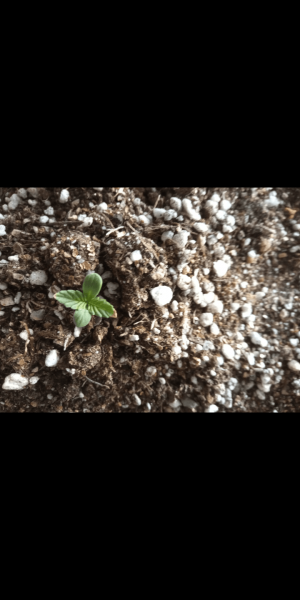 Screenshot_20230111-154633.png Screenshot_20230111-154633.png