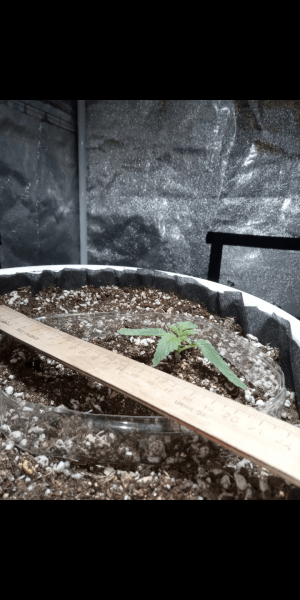 Screenshot_20230111-155508.png Screenshot_20230111-155508.png