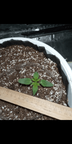 Screenshot_20230111-155459.png Screenshot_20230111-155459.png