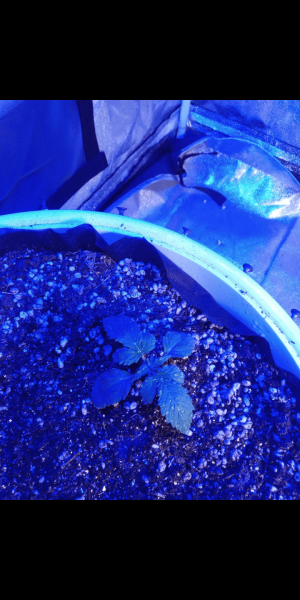 Screenshot_20230111-161519.png Screenshot_20230111-161519.png