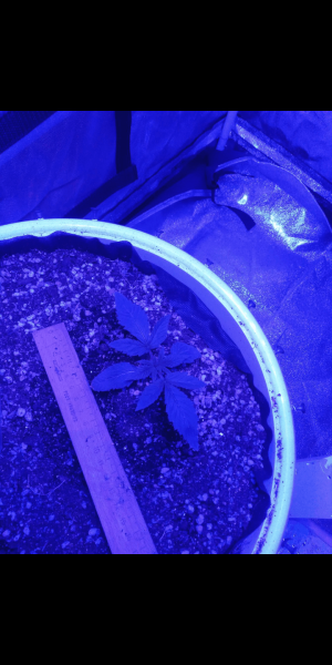 Screenshot_20230111-161546.png Screenshot_20230111-161546.png