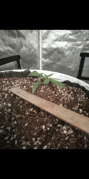 Screenshot_20230111-161800.png Screenshot_20230111-161800.png