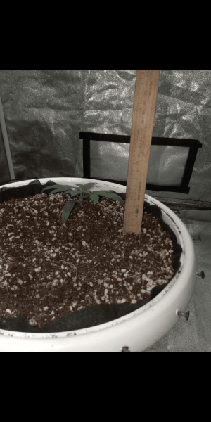 Screenshot_20230111-163350.png Screenshot_20230111-163350.png