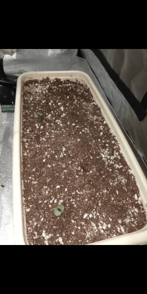 Screenshot_20230111-164007.png Screenshot_20230111-164007.png