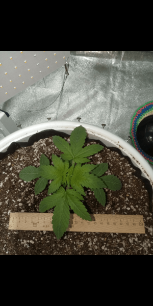 Screenshot_20230111-165332.png Screenshot_20230111-165332.png