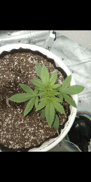 Screenshot_20230111-170213.png Screenshot_20230111-170213.png