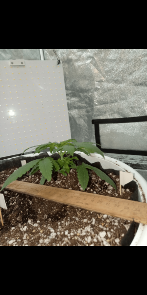 Screenshot_20230111-170658.png Screenshot_20230111-170658.png