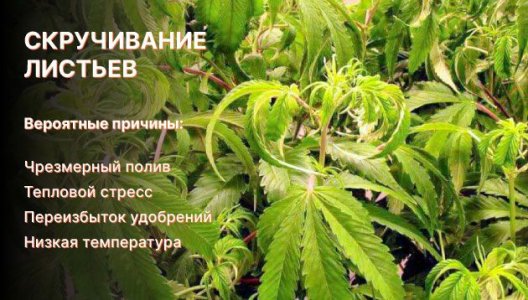Скручивание листьев конопли Скручивание листьев конопли