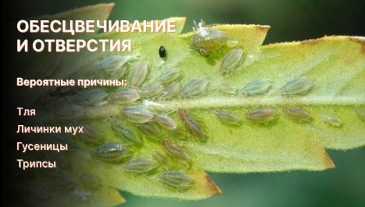 Отверстия и обесцвечивание листьев конопли Отверстия и обесцвечивание листьев конопли