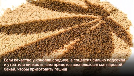Гашиш из кифа конопли Гашиш из кифа конопли