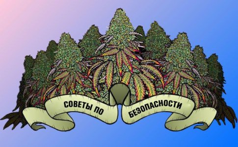 Советы по безопасности при выращивании конопли в аутдоре Советы по безопасности при выращивании конопли в аутдоре