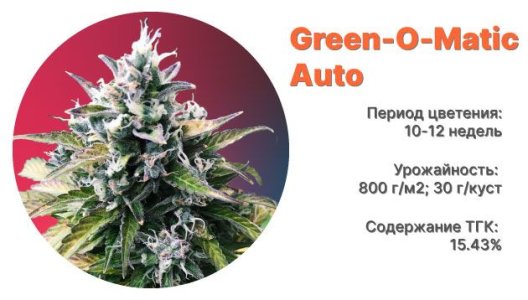 Сорт конопли Green-O-Matic Auto
