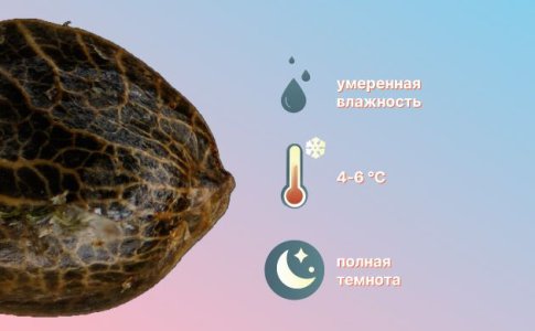 Долгосрочное хранение семян конопли