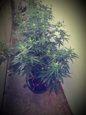 IMG-20210713-WA0002.jpg IMG-20210713-WA0002.jpg