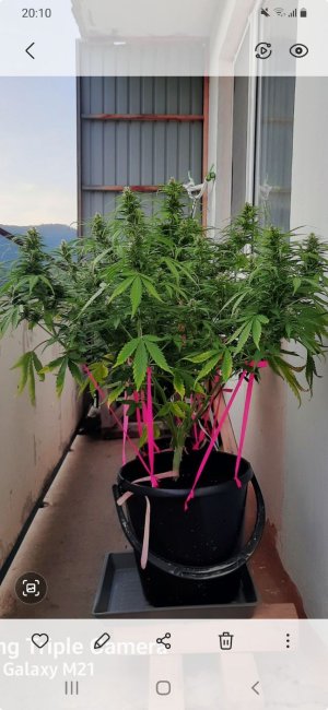 Screenshot_20210723-201048_Gallery.jpg Screenshot_20210723-201048_Gallery.jpg