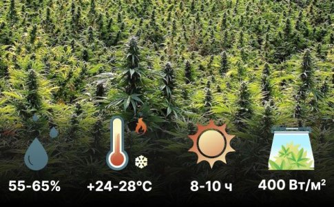 Благоприятные условия выращивания Сативы