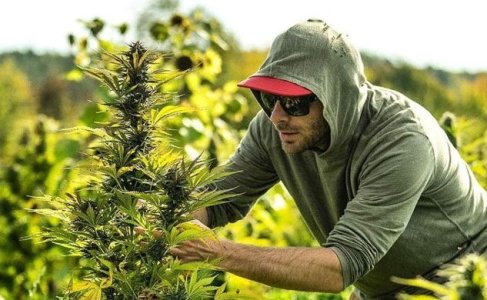 Выращивание автоцветов на стадии цветения Выращивание автоцветов на стадии цветения