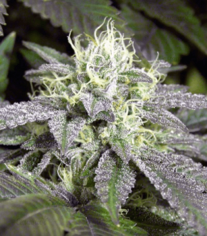 1630591420307.png 1630591420307.png