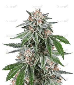 1630591687390.png 1630591687390.png