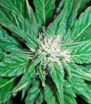 1631108812373.png 1631108812373.png