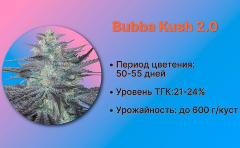 Сорт каннабиса Bubba Kush 2.0 от Humboldt Seeds Сорт каннабиса Bubba Kush 2.0 от Humboldt Seeds