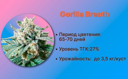 Сорт конопли Gorilla Breath от Humboldt Seeds Сорт конопли Gorilla Breath от Humboldt Seeds