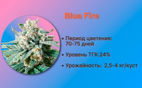 Сорт конопли Blue Fire от Humboldt Seeds Сорт конопли Blue Fire от Humboldt Seeds