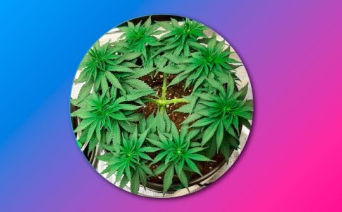 Преимущества техники Мейн-Лининг Преимущества техники Мейн-Лининг