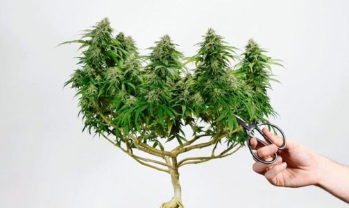 Мейн-Лининг - техника тренировки конопли Мейн-Лининг - техника тренировки конопли