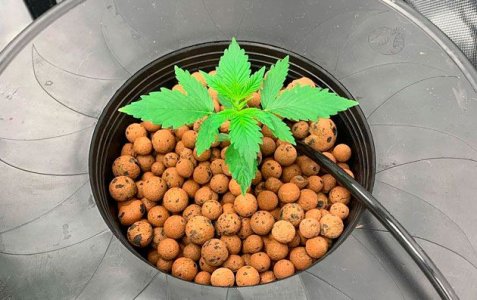 Как вырастить автоцвет на гидропонике Как вырастить автоцвет на гидропонике