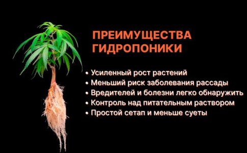 Преимущества гидропоники для автоцветущих сортов Преимущества гидропоники для автоцветущих сортов