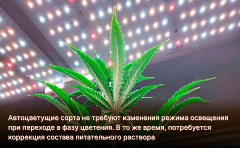 Выращивание автоцветов в гидропонике - период цветения Выращивание автоцветов в гидропонике - период цветения