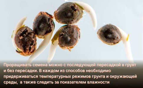 Проращивание семян конопли Проращивание семян конопли
