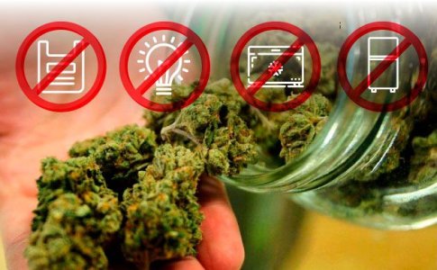 Ошибки при хранении шишек конопли Ошибки при хранении шишек конопли