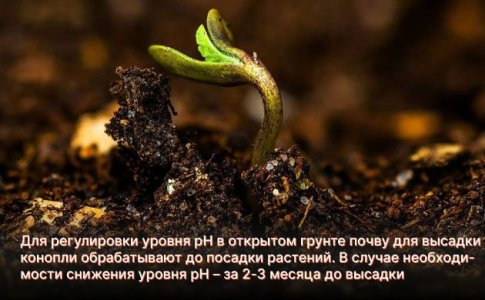 pH для конопли в открытом грунте pH для конопли в открытом грунте