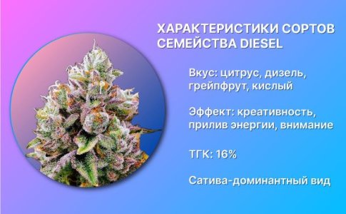 4-Osnovnye-kharakteristiki-sortov-konopli-Diesel.jpg 4-Osnovnye-kharakteristiki-sortov-konopli-Diesel.jpg